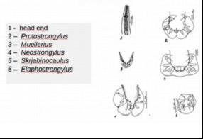 Diagnostic criteria of morphology of various Protostrongylidae (head end and bursae)